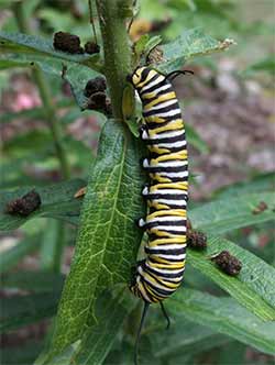 Butterfly Farming